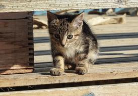 Cute kitten under the stairs