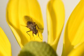 Fly Closeup Insect