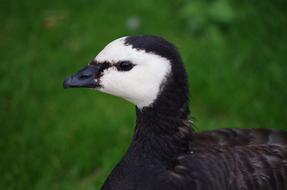 Farm Duck Animal