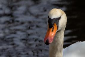 Bird Nature Animal World