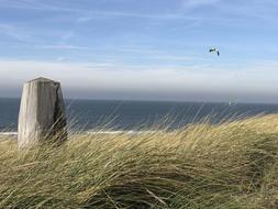 Beach Sea