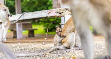 a family of caged monkeys