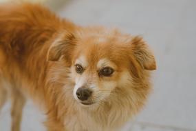 companion dog in brazil