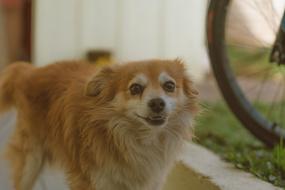 Dog Cachorro