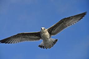 Seagull Flying sky wings