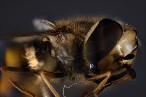 Hover Fly Compound Close up
