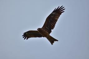Animal Sky Bird Wild