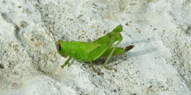 green grasshopper in the sand