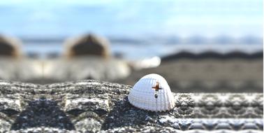 Background Cross Seashell