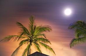Tropical Arecaceae Beach