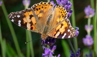 Vanessa Cardui Butterfly Insect