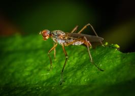 Macro view of Insect in the garden