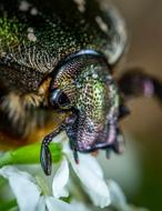 colorful chafer beetle head, Macro