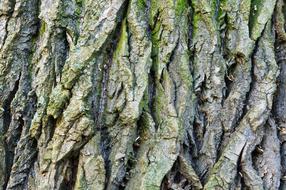 Bark Tree Wood