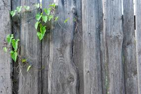 Fence Texture Old The Structure Of