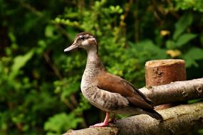Duck Water Bird Animal
