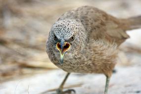 screaming bird in nature