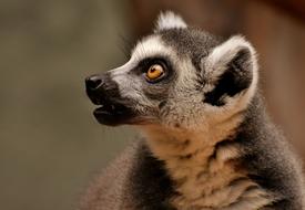 Monkey Lemur Cute