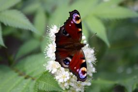 Peacock Butterfly Insect macro view