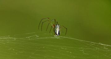 Macro Spider Web