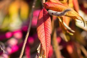 Autumn Leaves Colorful