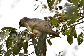 Wood Wild Bird