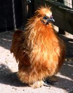 Hen Small Rousse