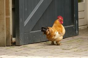 Chicken Farm Cattle