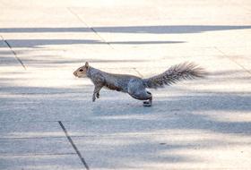 Squirrel Animal Nature