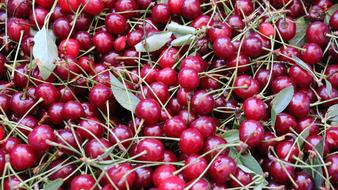 delicious juicy berries harvest