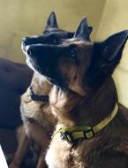 cute dogs in collars