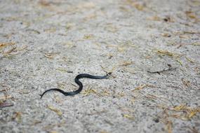 Grass Snake Little