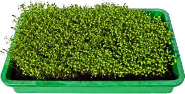green beautiful sprouts in a pot