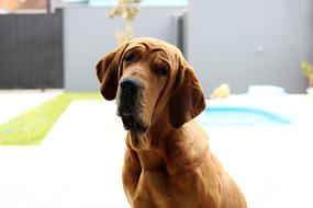 Pet Dog Animal