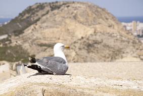 Bird Seagull on ocean