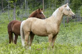 horse mammal animal equestrian