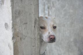 Dog Pet Animal