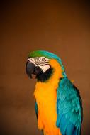 Parrot Bird Tropical
