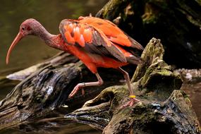 Ibis Eudocimus Ruber Scarlet