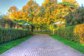 Autumn trees in october