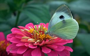white Butterfly feeding on pink zinnia flower