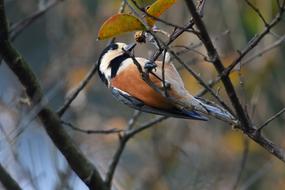Bird Wild Animals Natural
