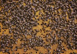 Beehive Bee Honeycomb