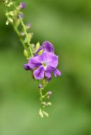 Flower Garden Purple and green