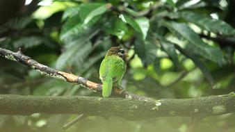 green chick in nature