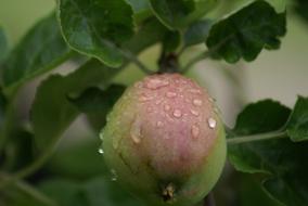 delicious apple in a drop of water