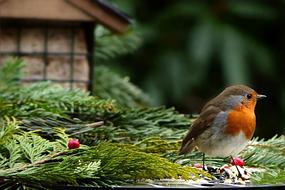 Animal Bird Robin Erithacus
