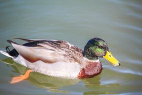 Duck Bird in Pool