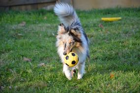 Fluffy dog running with a ball