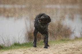 Flatcoated Retriever Mammals Dog
